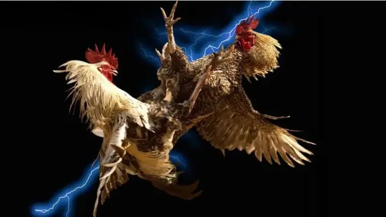 Đá Gà King88 Đỉnh Cao Giải Trí Kịch Tính Hấp Dẫn Nhất Hiện Nay