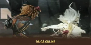 Cách Chơi Đá Gà GA28 Tại King88 Trải Nghiệm Kịch Tính Giải Trí Đỉnh Cao