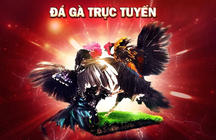 Đá Gà King88 Đỉnh Cao Giải Trí Kịch Tính Hấp Dẫn Nhất Hiện Nay